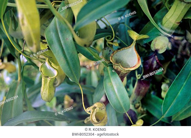 Pitcher plant (Nepenthes singalana), leaves and pitchers