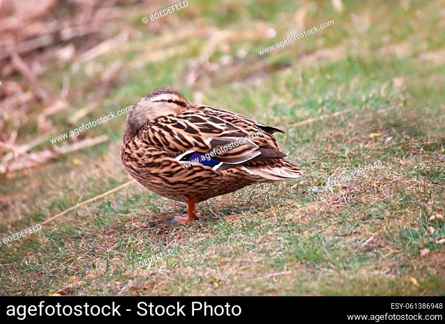 Close up of a mallard duck at a pond