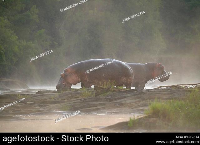 Hippo at dawn on Olare Orok river, Masai Mara National Reserve, Kenya, Africa