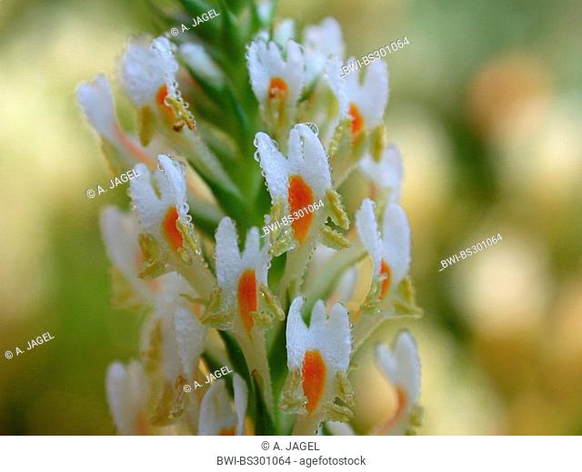 Hebenstretia (Hebenstretia dentata), flowers