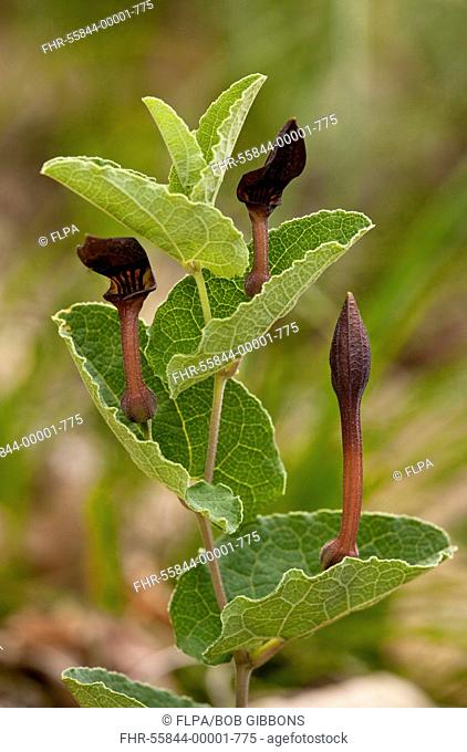 Birthwort (Aristolochia pistolochia) flowering, Cevennes, France, May