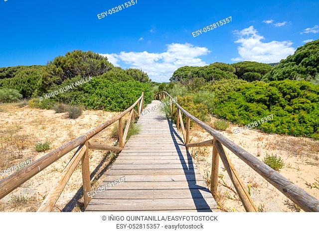 scenery of footbridge with wooden planks to the forest in Natural Park of Trafalgar Cape, next to Canos Meca village (Barbate, Cadiz, Andalusia, Spain)