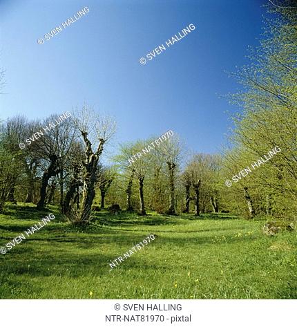 Forest meadow and lime trees, Blekinge, Sweden