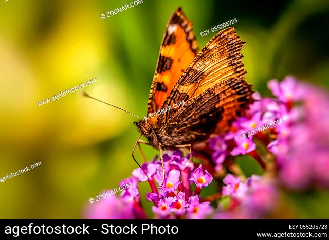 Lacewing butterfly on a purple flower in a botanical garden