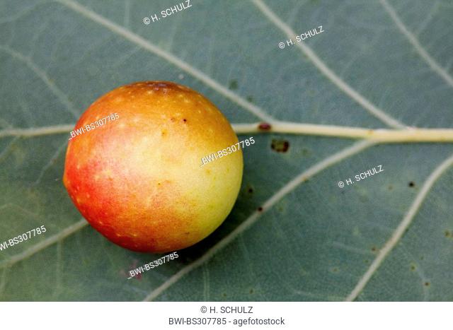 Common oak gallwasp, Oak leaf cherry-gall cynipid, Cherry gall (Cynips quercusfolii), galls on an oak leaf, Denmark, Jylland