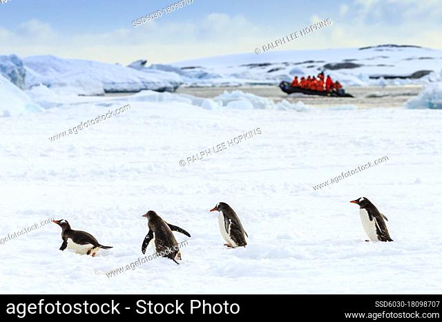 Zodiac with tourists passes Gentoo Penguins (Pygoscelis papua) on pack ice in Lemaire Channel, Antarctica