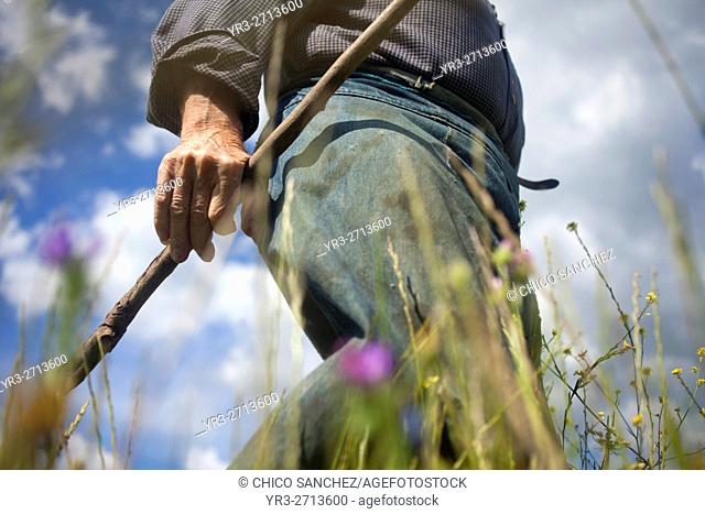 Diego Sanchez, a small farmer, looks for wild asparagus in a prairie in Prado del Rey, Cadiz, Andalusia, Spain. Sanchez produces in his farm vegetables and...