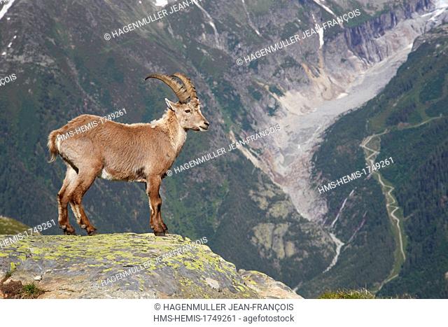 France, Haute Savoie, Chamonix, moutain goat (Capra ibex), Mont Blanc Massif