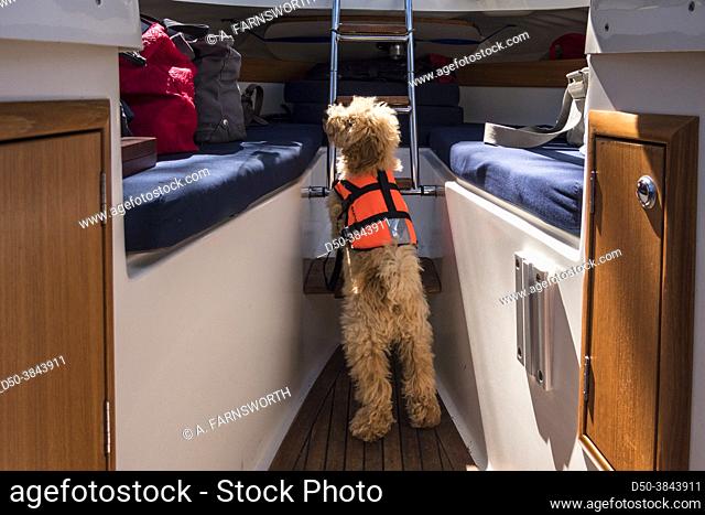 A bichonpoo puppy in a lifejacket on a motorboat