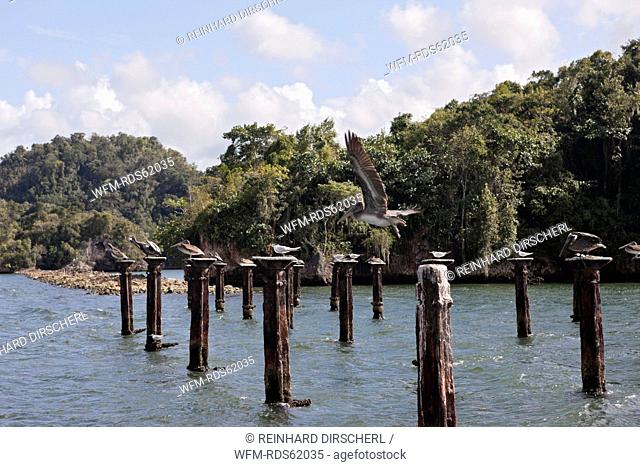 Terns and Pelicanos resting on relicts of old dock, Sterna sp., Pelecanus occidentalis, Los Haitises National Park, Dominican Republic
