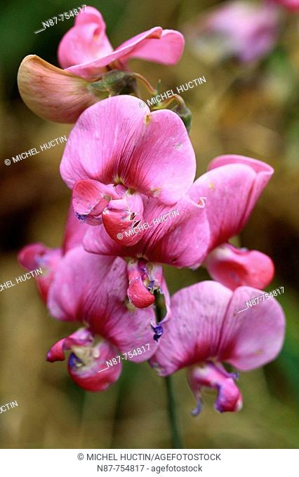 Tuberous Pea (Lathyrus tuberosus) flowers