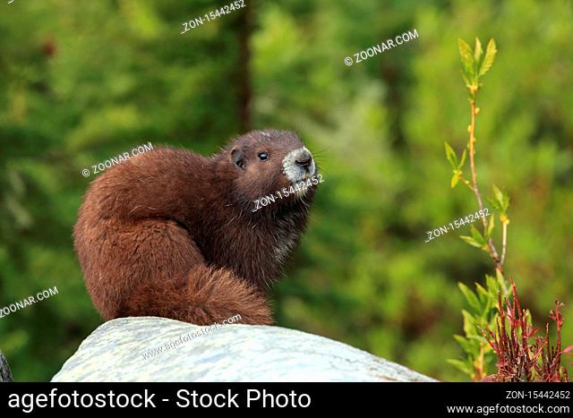 Vancouver Island Marmot, Marmota vancouverensis, Mount Washington, Vancouver Island, BC