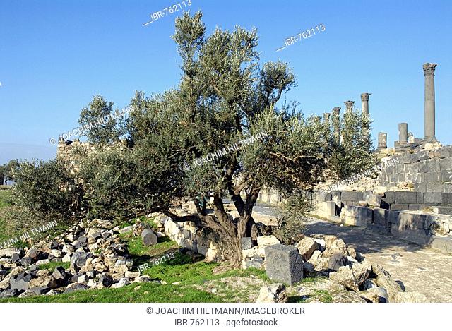 Ancient Greco-Roman ruins and an olive tree, Umm Qais, Gadara, Jordan, Middle East, Asia