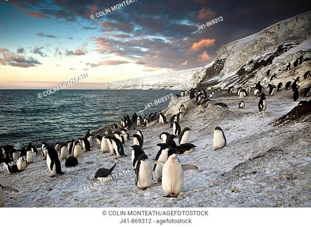 Adelie penguins at sunset, Franklin Island, Ross Sea, Antarctica