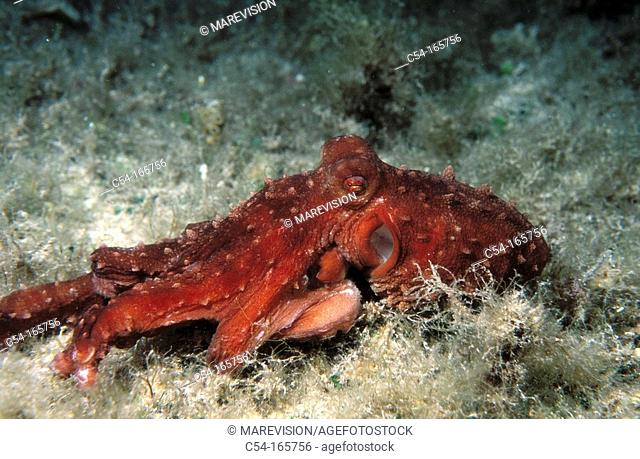 Atlantic White-spotted Octopus (Octopus macropus). Formentera, Balearic Islands, Spain
