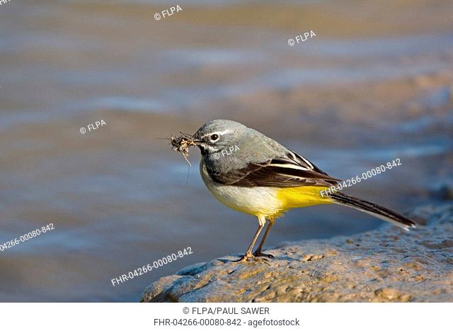 Grey Wagtail Montacilla cinerea adult male, with insects in beak, standing on mud at edge of water, Suffolk, England, may