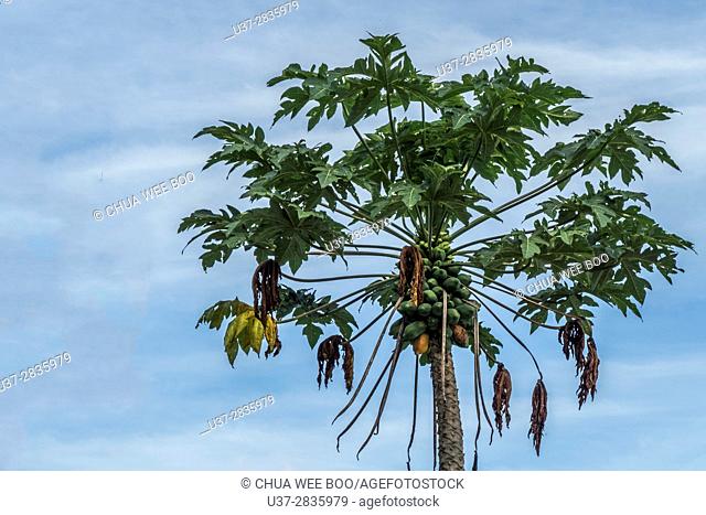 Papaya Tree, Kampung Gumbang, Bau, Sarawak, Malaysia