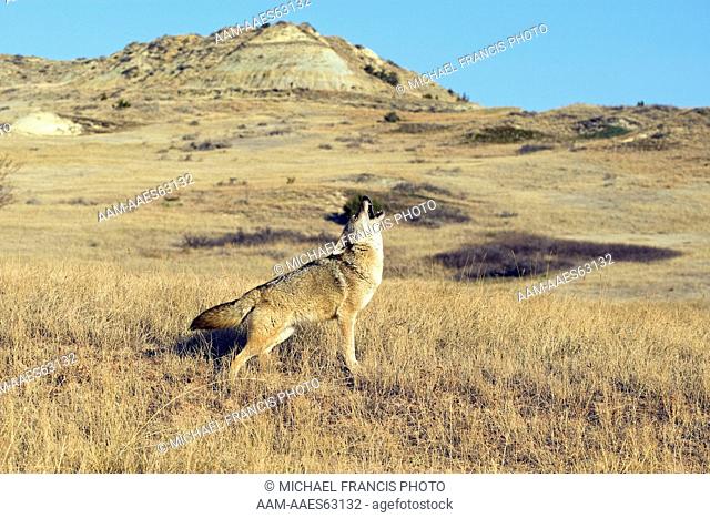 Coyote (Canis latrans) howling in badlands habitat during spring Medora North Dakota