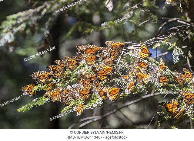 Mexico, State of Michoacan, Angangueo, Monarch Butterfly Biosphere Reserve El Rosario, monarch butterfly (Danaus plexippus)
