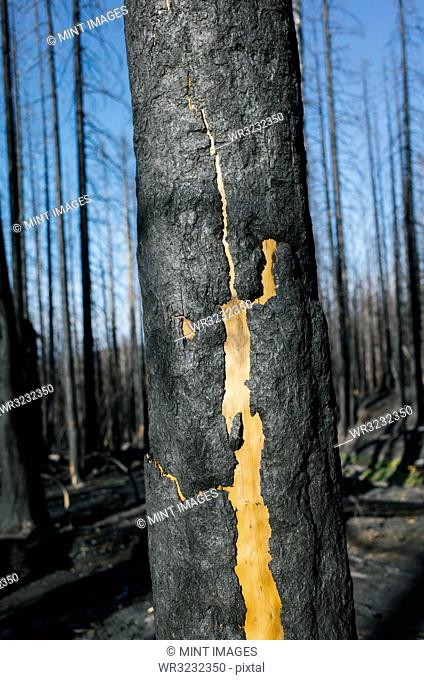 Detail of burned tree and forest from the Norse Peak fire, near Mt. Rainier National Park, Washington
