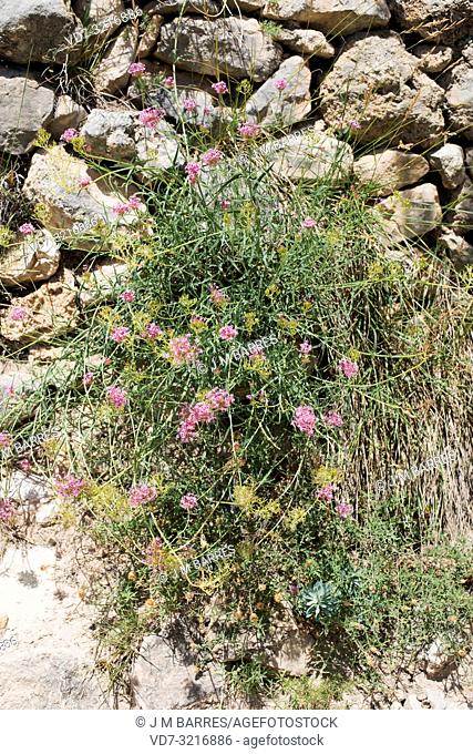 Narrow-leaved valerian (Centranthus angustifolius) is a perennial herb native to western Mediterranean Basin. This photo was taken in Pitarque, Teruel province