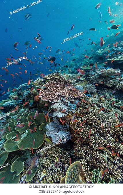 A profusion of coral and reef fish on Batu Bolong, Komodo National Park, Indonesia