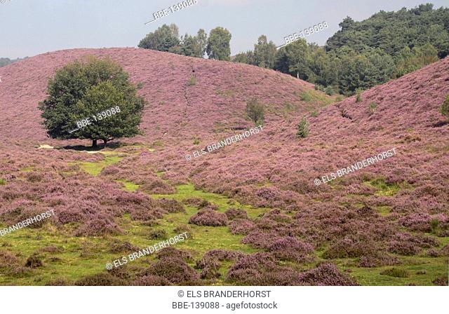 Hills with blooming Heather, an impression of National Park Veluwezoom