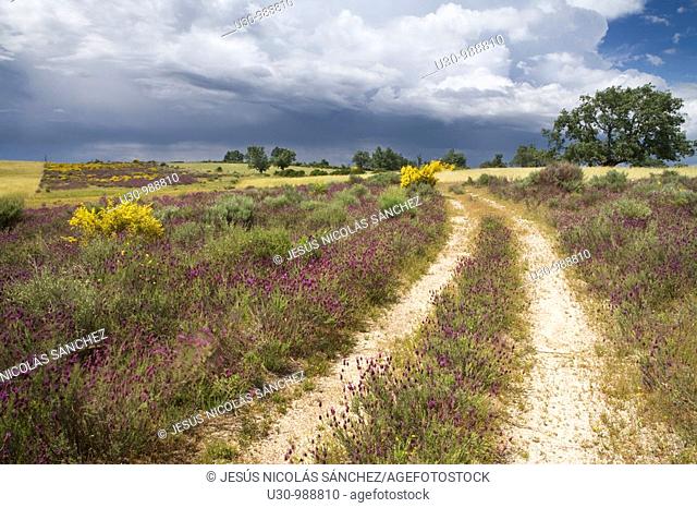 Spring landscape in the Arribes del Duero Natural Park  Cerezal de Peñahorcada  Salamanca  Castilla y León  Spain