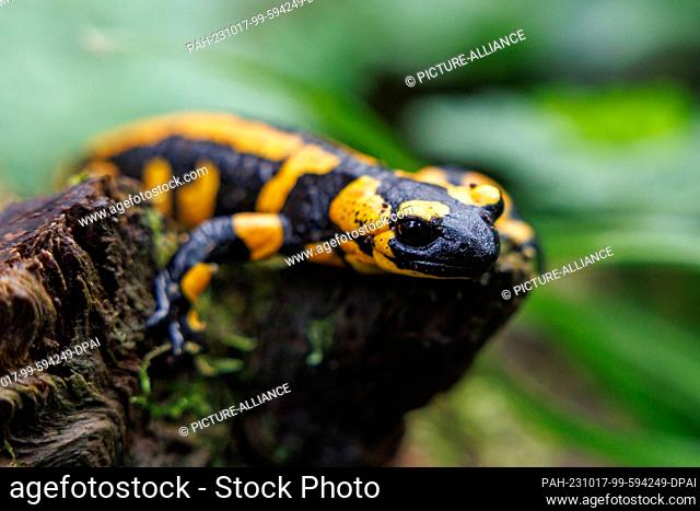 PRODUCTION - 19 September 2023, Bavaria, Nuremberg: A fire salamander sits in its enclosure at Nuremberg Zoo. The species is threatened