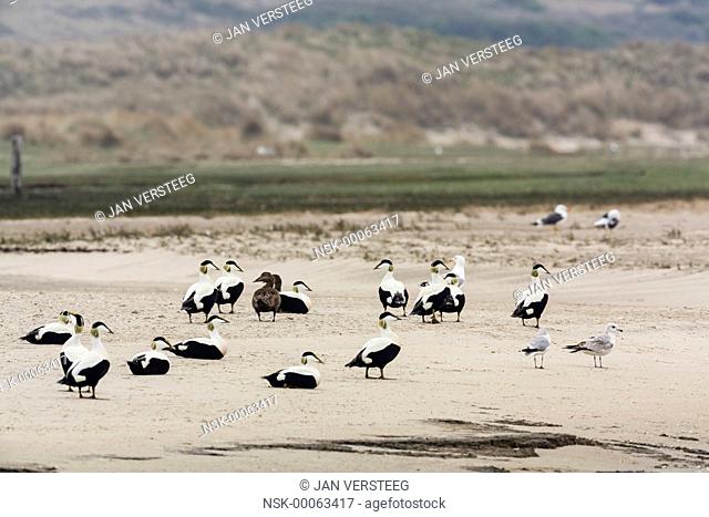 Group of male Common Eider (Somateria mollissima) perched on a beach with dunes in the background, the Netherlands, Noord-Holland, De Slufter
