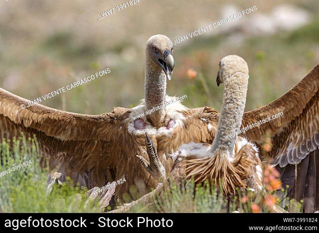 Griffon vultures, Gyps fulvus, fighting, Teruel province, Aragon, Spain