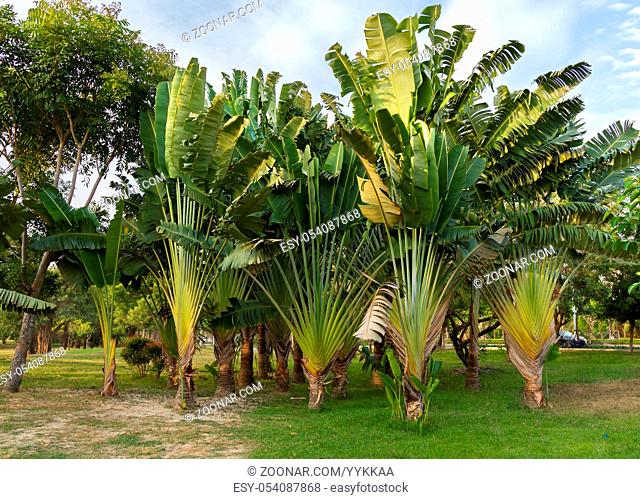 Beautiful plant Ravenala in a tropical park