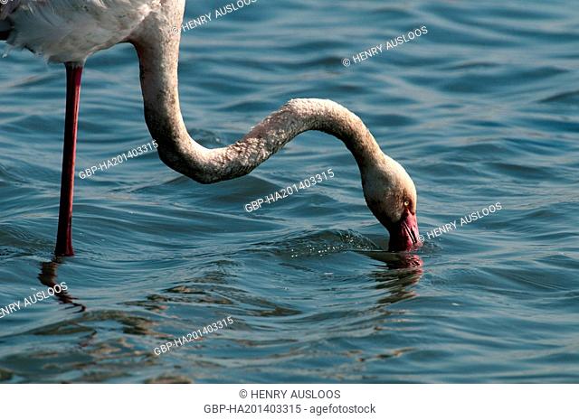 France, Camargue, Greater Flamingo, Phoenicopterus roseus, 03/05/2011