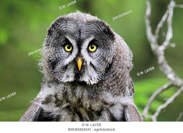 great grey owl (Strix nebulosa), portrait, Germany