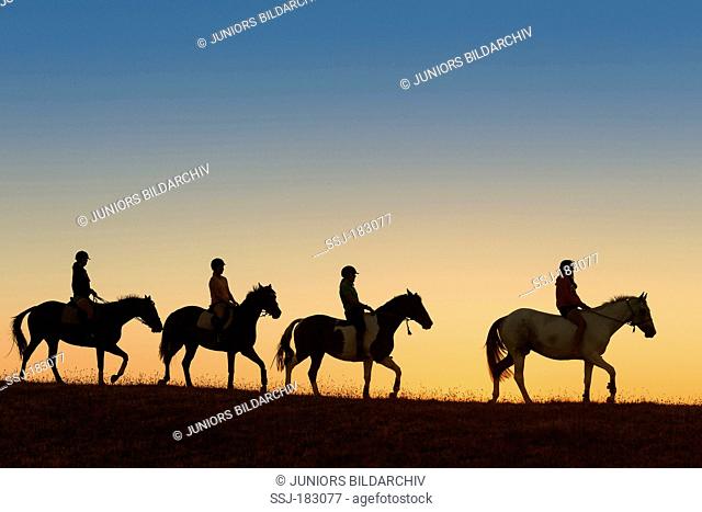 Domestic horse. Four riders on warmblooded horses walking, silhouetted against the evening sky. New Zealand