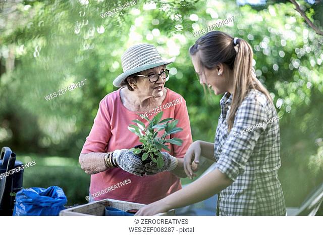 Senior woman and teenage girl gardening together