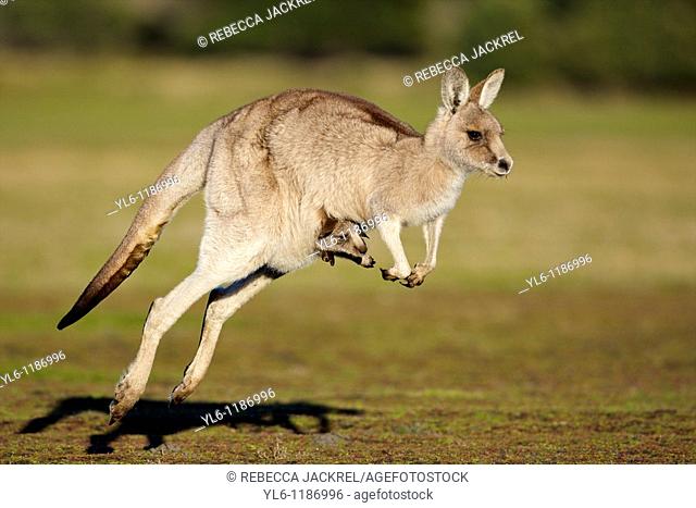 Australia, Tasmania, Port Sorell, Narawntapu National Park  Eastern Grey Kangaroo with Joey