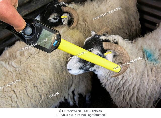 Sheep farming, Electronic Identification Device (EID) tag reader being used on Swaledale sheep, Cumbria, England, March