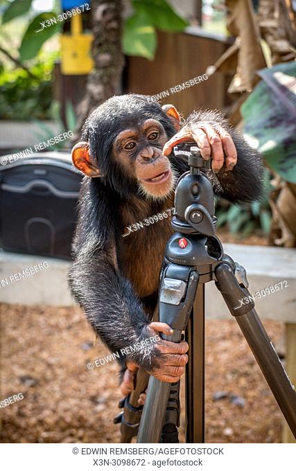 Chimpanzee (Pan troglodytes) curiously climbs a photographers tripod. Ganta Liberia