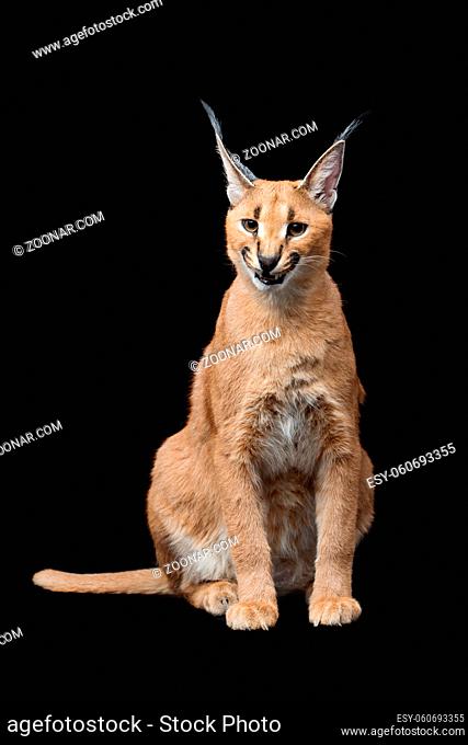 Beautiful caracal lynx 6 months old kitten sitting on black background. Studio shot. Copy space