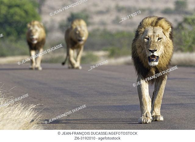 African lions (Panthera leo), three adult males walking on a tarred road, Kruger National Park, South Africa, Africa