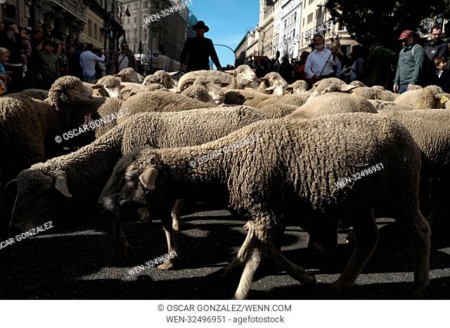 Hundreds of sheep along a street in downtown Madrid, Spain, 22 October 2017. During the 24th edition of the Fiesta de la Transhumancia (Transhumance Festival)