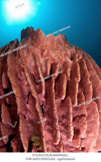 Red Barrel Sponge Xestospongia testudinaria on reef, Lembata Island, Solor Archipelago, Lesser Sunda Islands, Indonesia