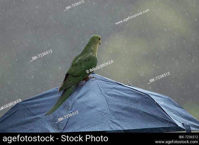 Australian king parrot (Alisterus scapularis) adult bird on an umbrella during a rain shower, Kennett River, Victoria, Australia, Oceania