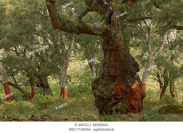 La Sauceda, Cork oak, Los Alcornocales Natural Park, Malaga province, Andalusia, Spain