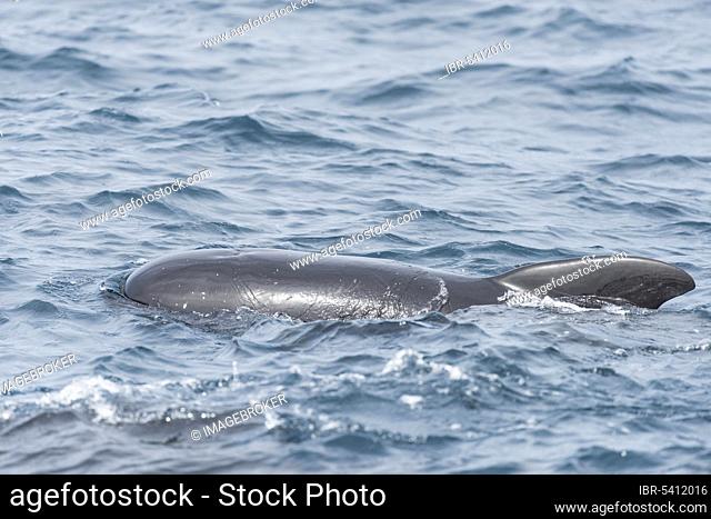 Long-finned pilot whale (Globicephala melas), Strait of Gibraltar, Spain, Europe