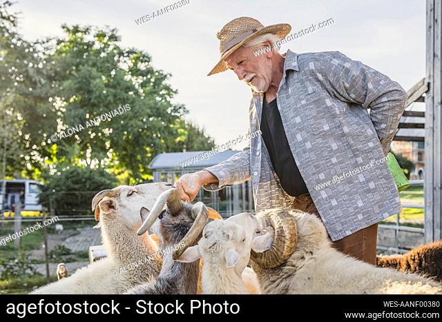 Smiling farmer stroking sheeps at farm