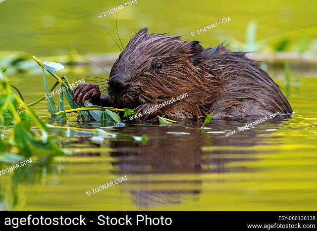 Wet eurasian beaver, castor fiber, eating leaves in swamp in summer. Aquatic rodent gnawing greens in water. Brown mammal holding twigs in lake