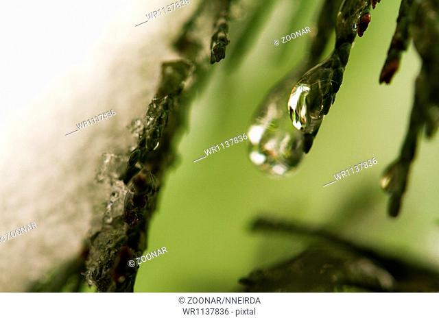 Thuja branches in drops of dew close up
