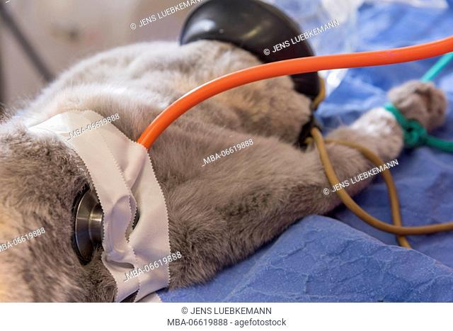 Cat at the veterinarian, anaesthesia, stethoscope, monitoring of the heart tones, preparation for castration